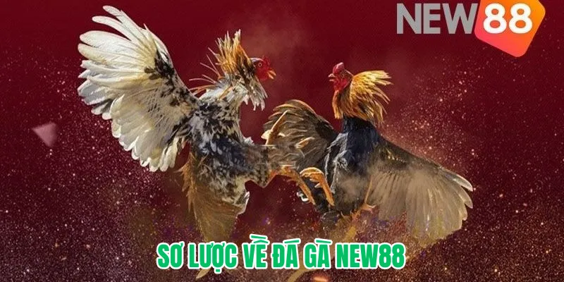 Sơ lược về Đá Gà NEW88